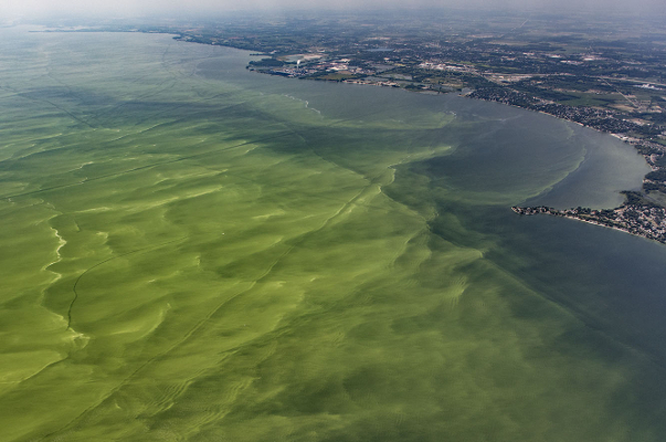 Western Lake Erie Harmful Algal Blooms Alliance For The Great Lakes