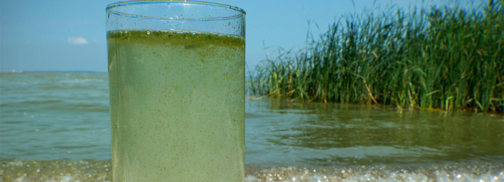 Drinking Glass filled with algae water
