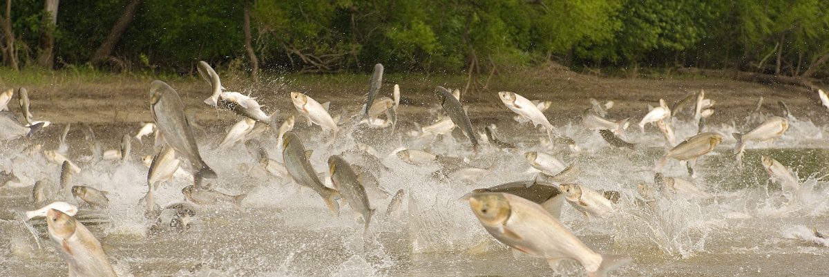 The Best Freshwater Invasives to Catch