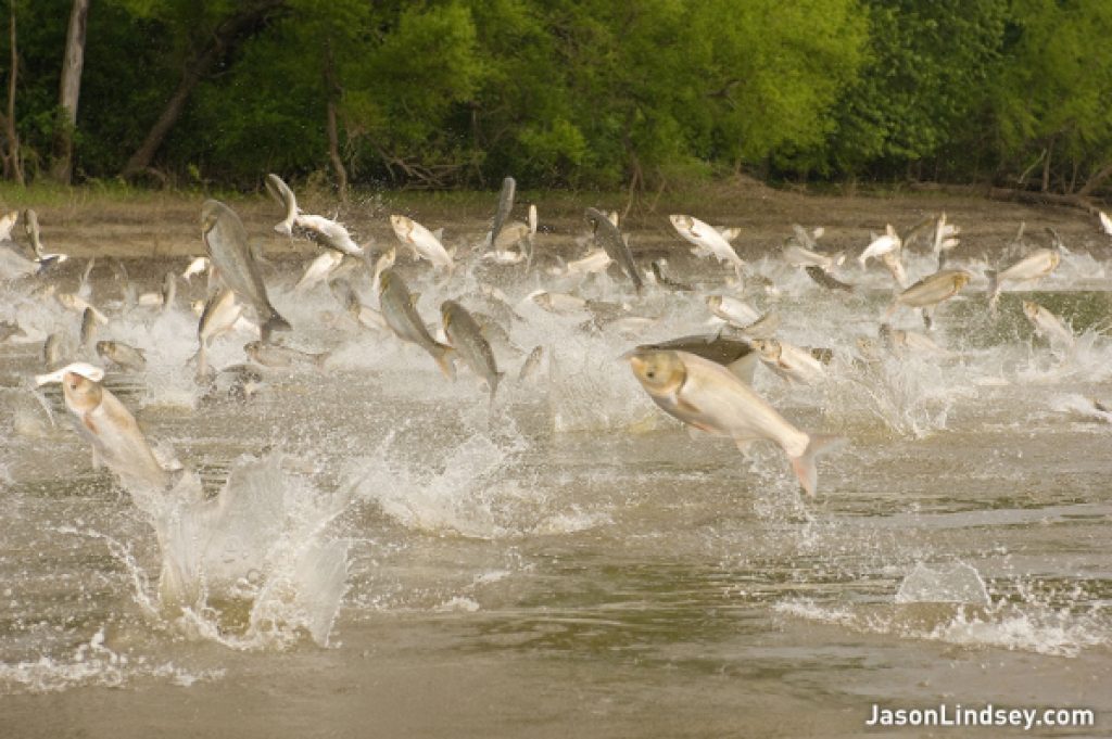 carp to ecology threat Asian