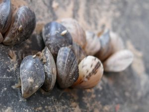 Quagga mussels