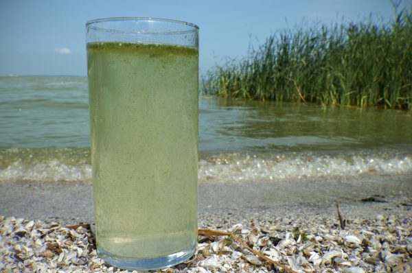 Algal blooms threaten people and wildlife