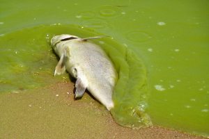 Dead fish in a Lake Erie algae blooms, August 2011