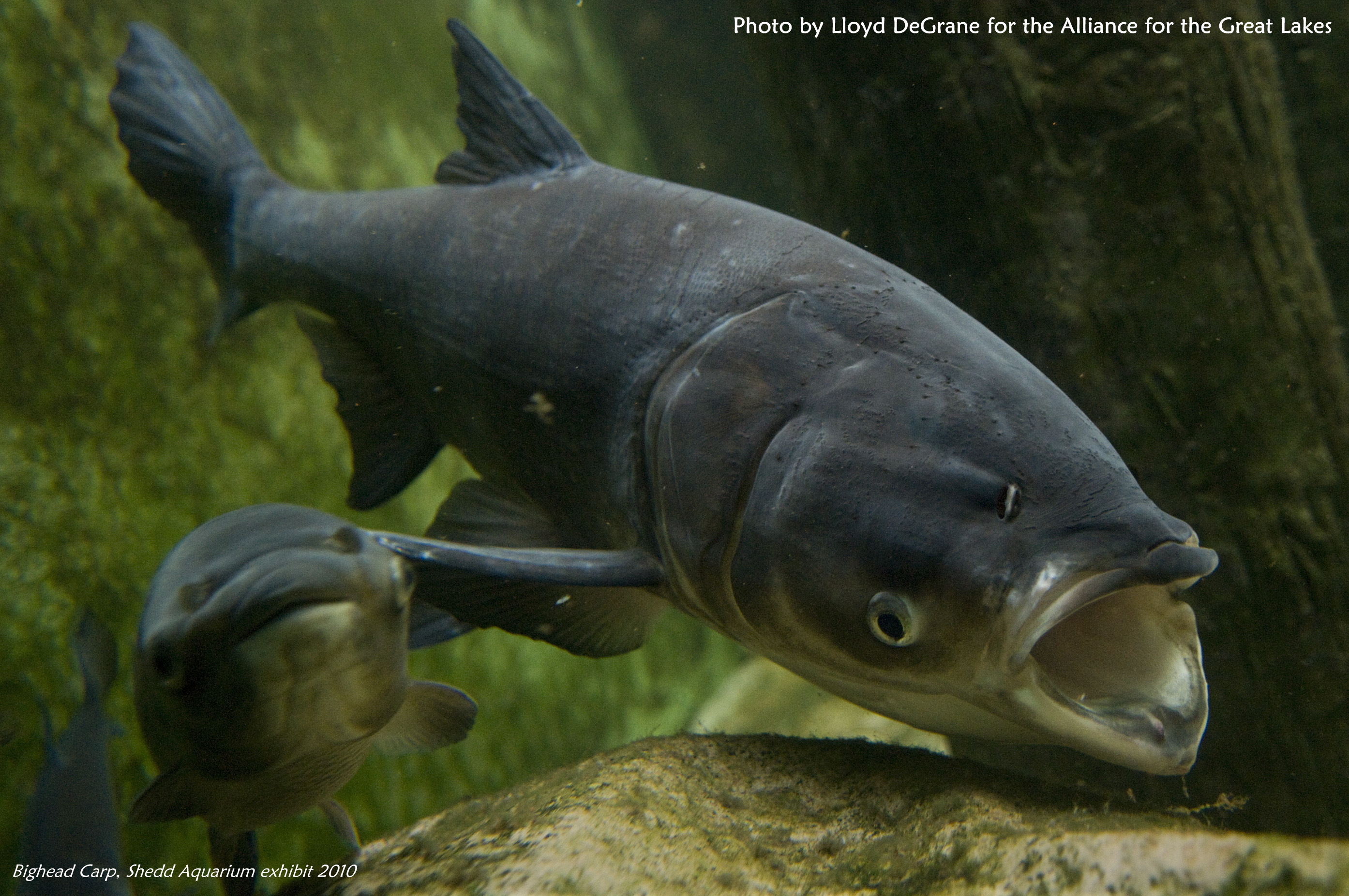 New Study Finds Asian Carp Threat to Lake Michigan Is Greater Than