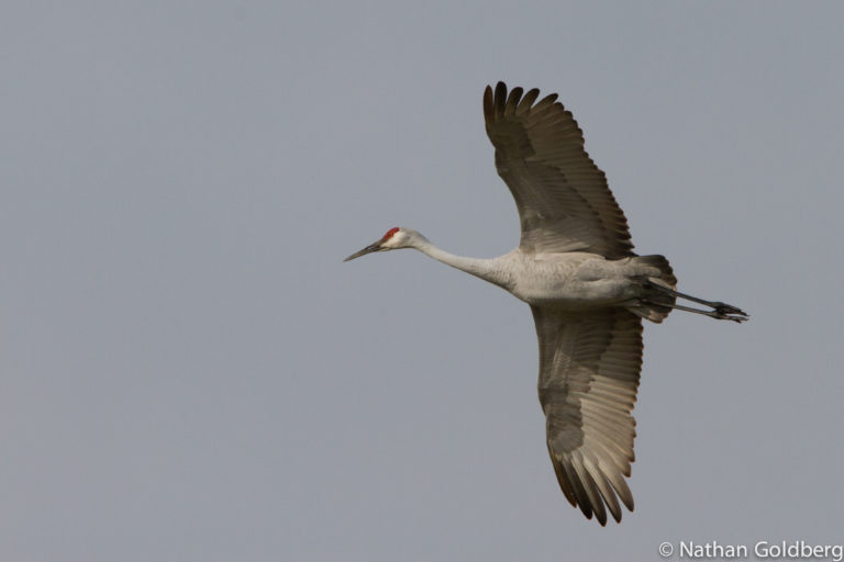 Birding in the Great Lakes region - Alliance for the Great Lakes