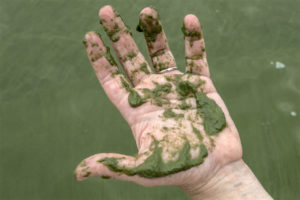 A hand covered with algae from the 2014 western Lake Erie algal bloom.