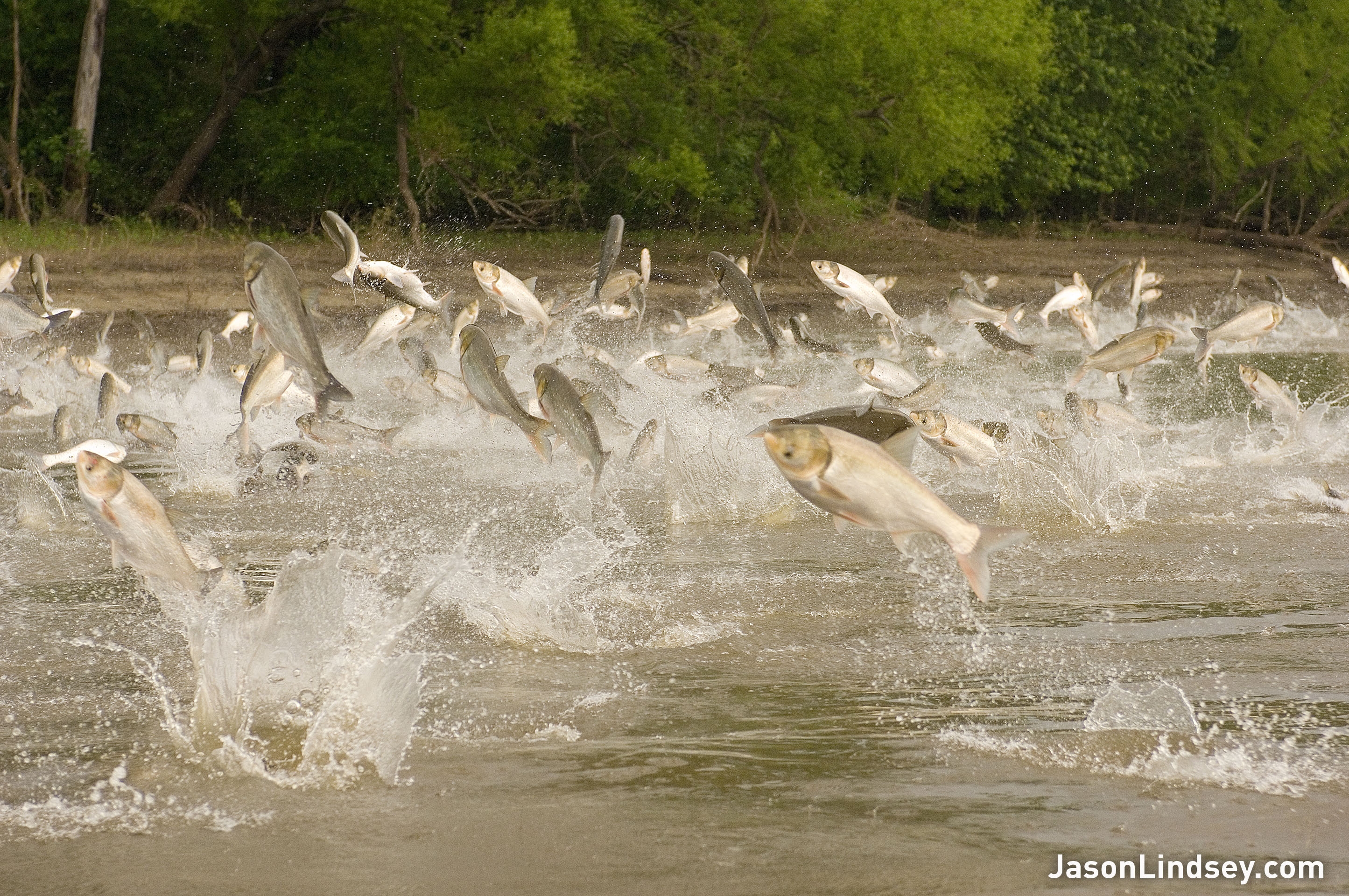 Invasive Species In Ontario Mammals