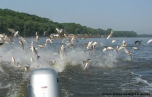 Invasive carp jump into the air. Photo by U.S. Geological Survey.