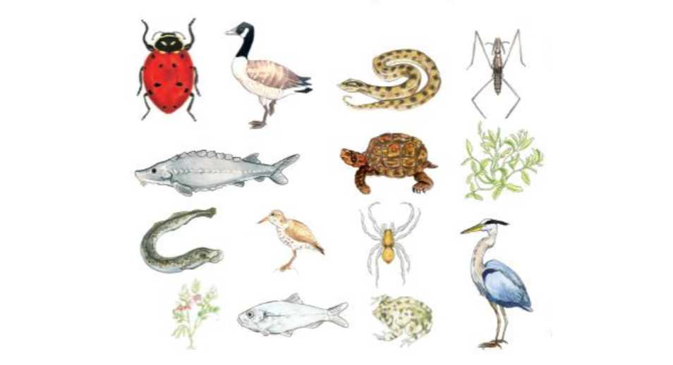 Food Webs And Invasive Species Alliance For The Great Lakes 5225