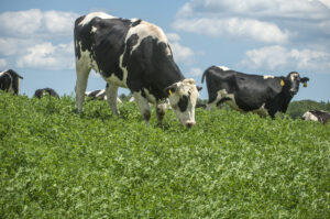 Cows grazing in a field. Photo credit Lloyd Degrade.