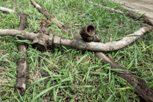Old lead water pipes lie on a lawn.