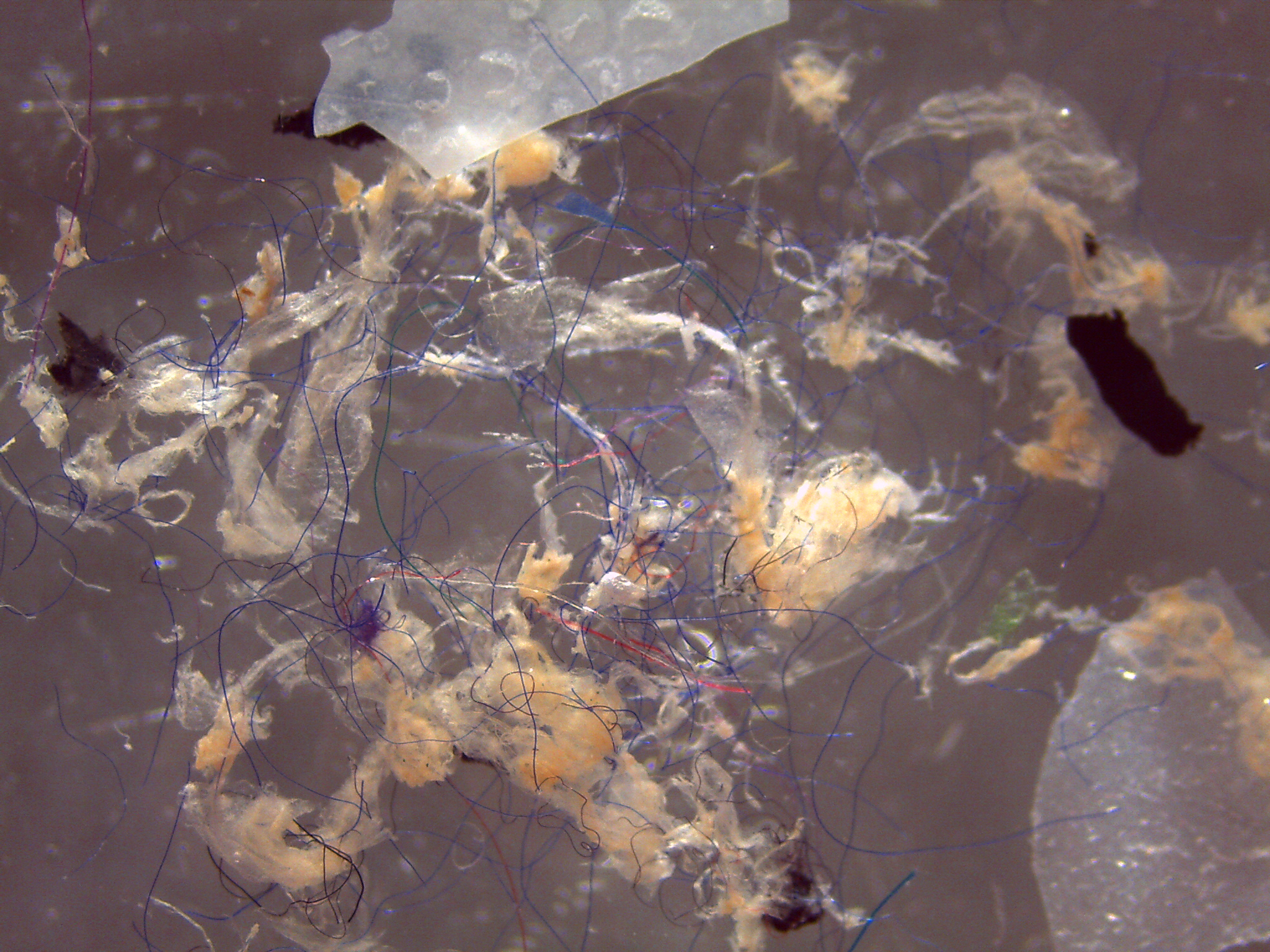 Microplastics and microfibers of different shapes and colors.