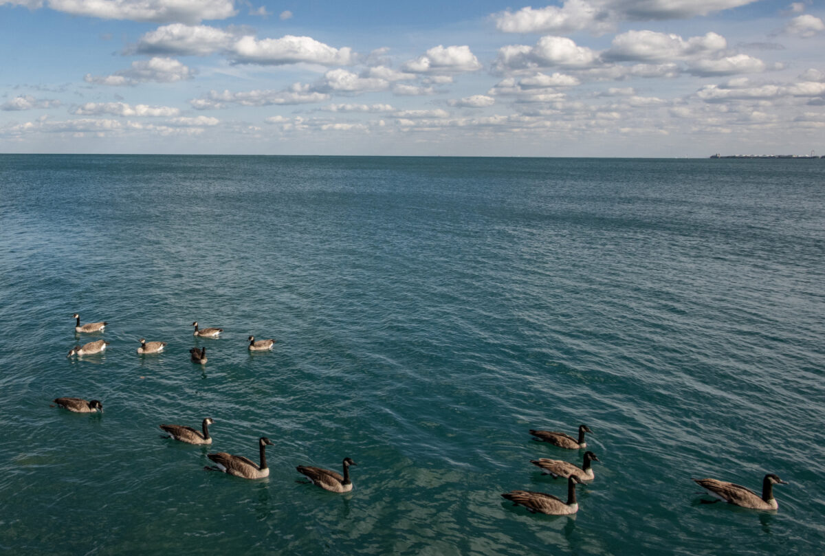 Canada Geese swim on lake water that stretches far into the horizon.