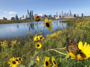 A butterfly rests on a flower at the water's edge, with skyscrapers in the background.